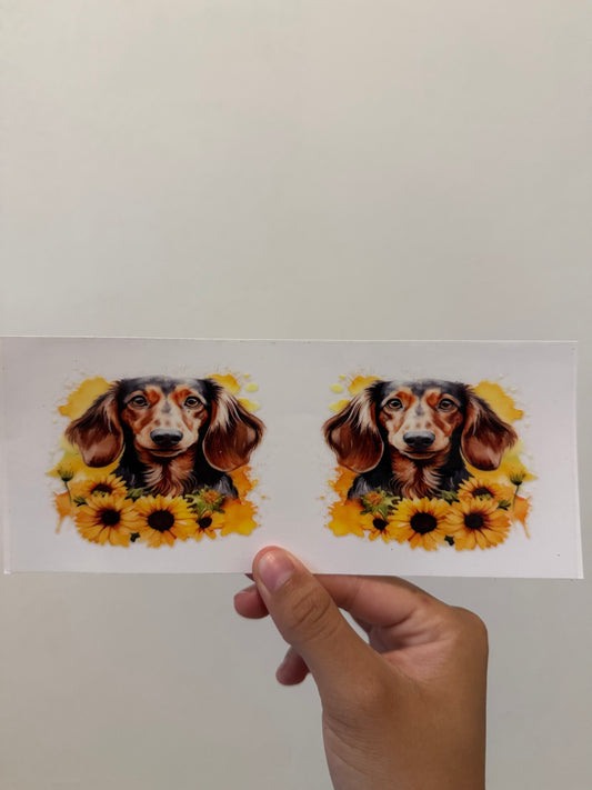 Dachshund Sunflower dog